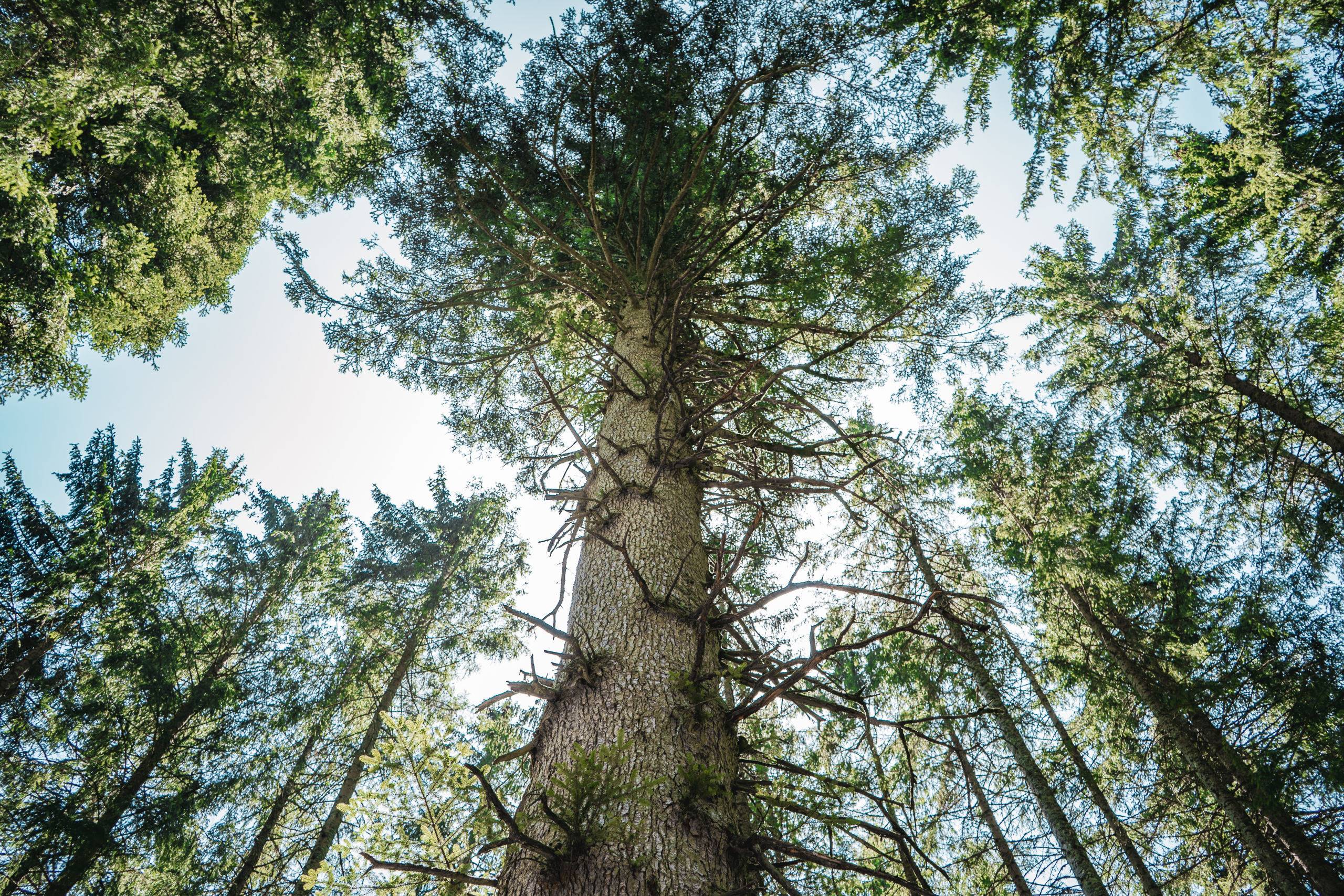 Looking up at a tall evergreen tree with rough bark and sprawling branches reaching toward a bright sky.