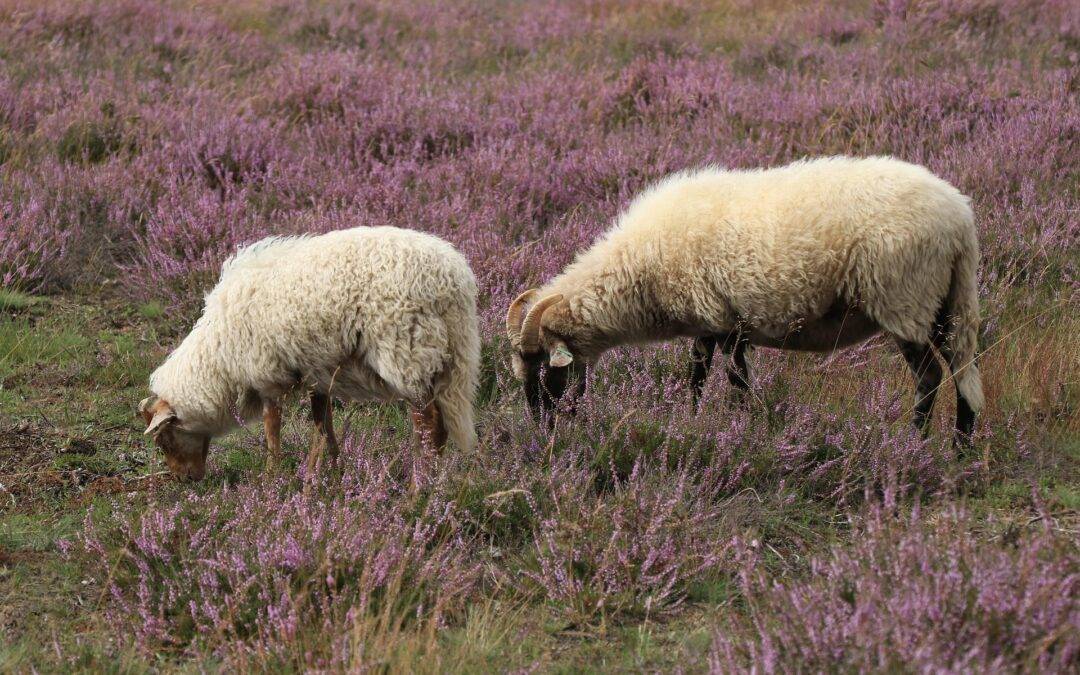 Two sheep grazing in a field of purple heather.