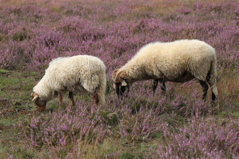 Two sheep grazing in a field of purple heather.