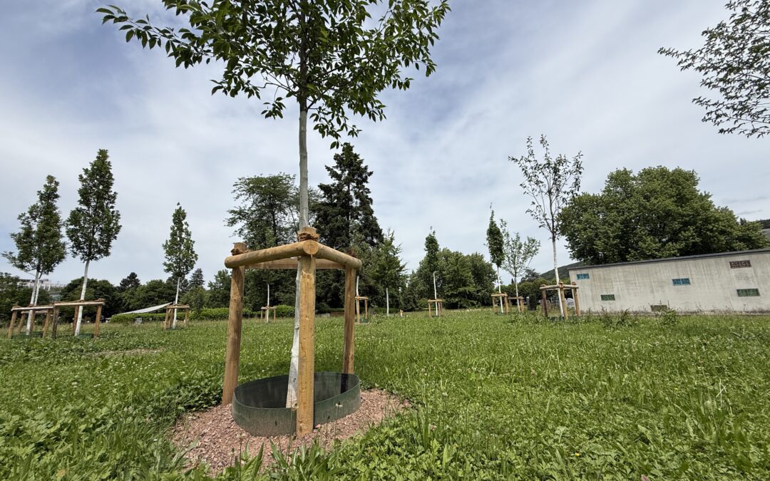 Young tree supported by wooden stakes in a grassy park, with a building and row of trees in the background.