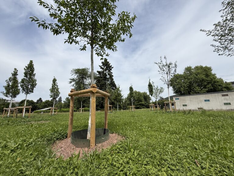 Young tree supported by wooden stakes in a grassy park, with a building and row of trees in the background.