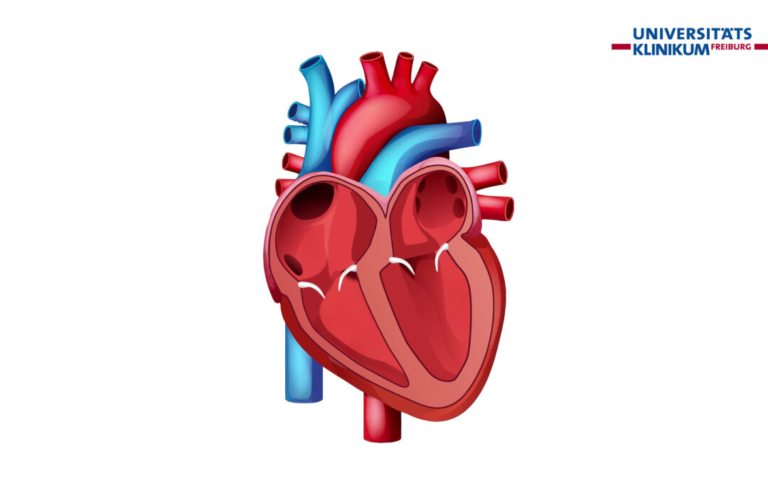 Colorful anatomical illustration of a human heart with major arteries and veins; Freiburg University Clinic logo in the top-right corner.