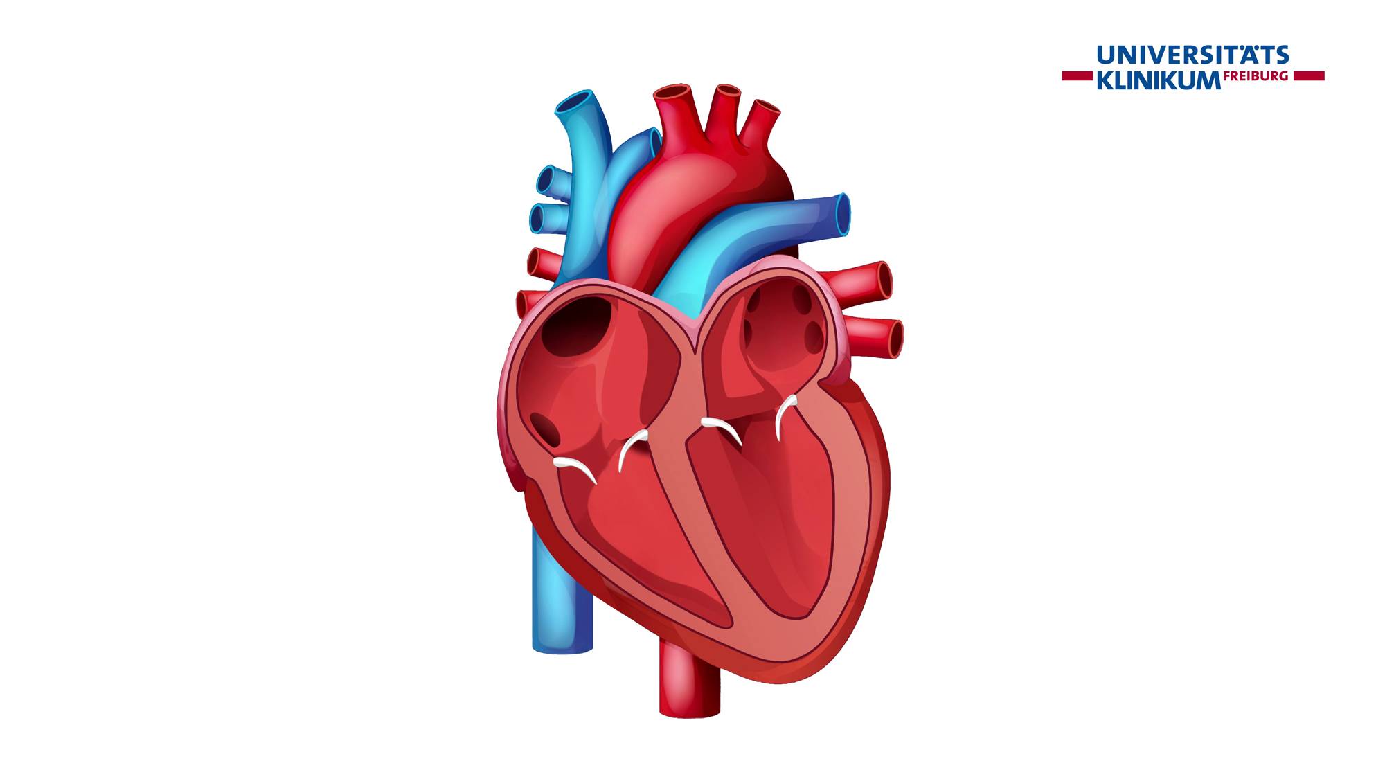 Colorful anatomical illustration of a human heart with major arteries and veins; Freiburg University Clinic logo in the top-right corner.