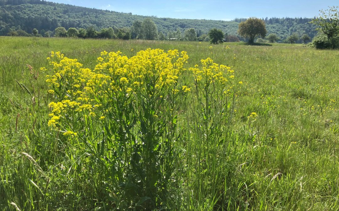 Meadow with yellow wildflowers, tall green grasses, and a tree-lined hillside under a clear blue sky, sunny day.
