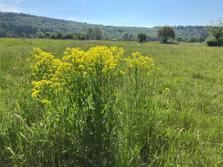 Meadow with yellow wildflowers, tall green grasses, and a tree-lined hillside under a clear blue sky, sunny day.