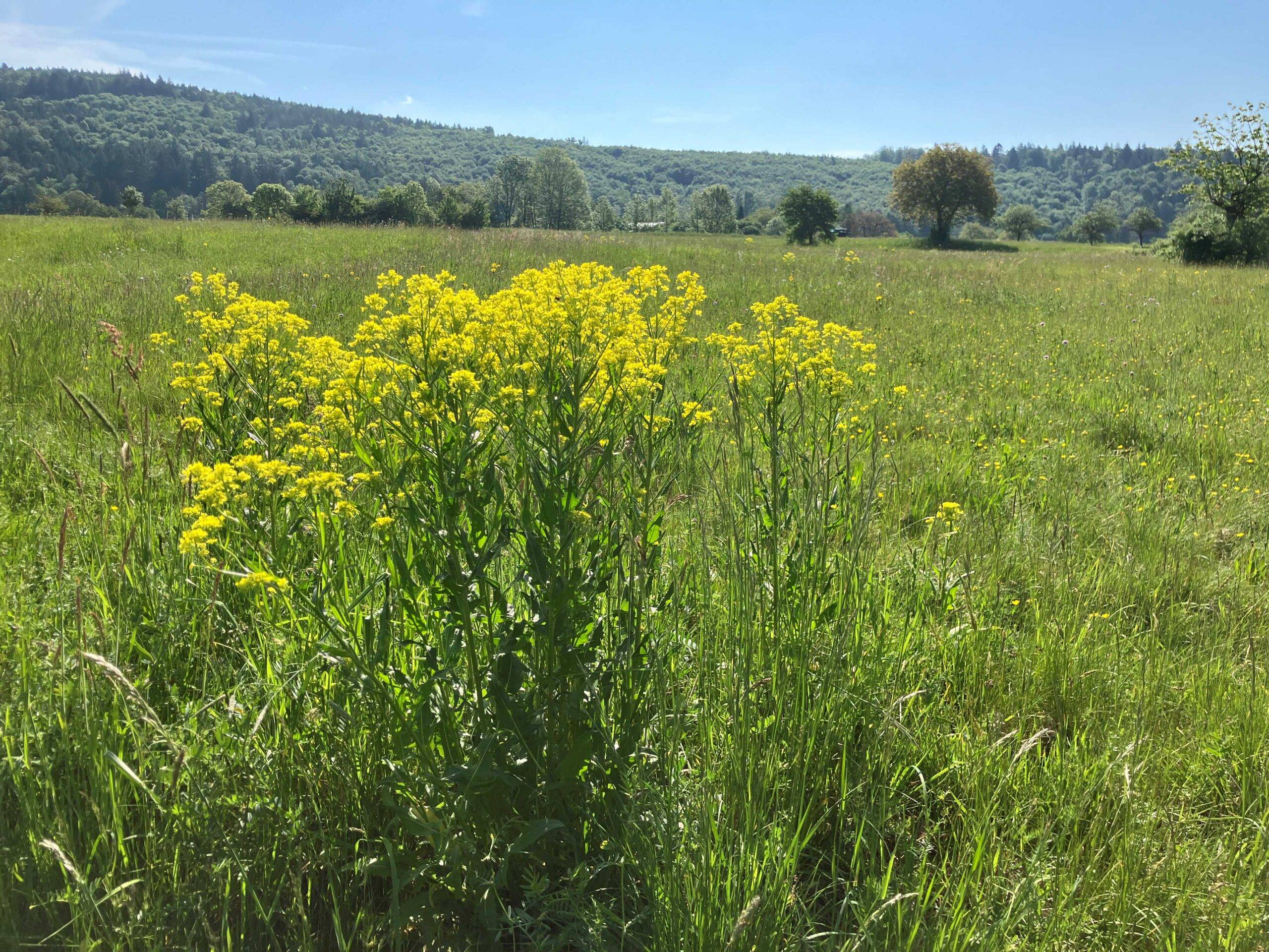Meadow with yellow wildflowers, tall green grasses, and a tree-lined hillside under a clear blue sky, sunny day.