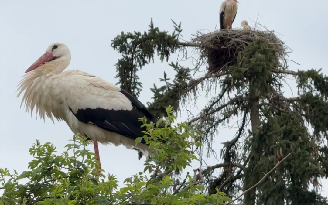 Storchen-Boom auf Mundenhof Freiburg: 69 Küken gezählt