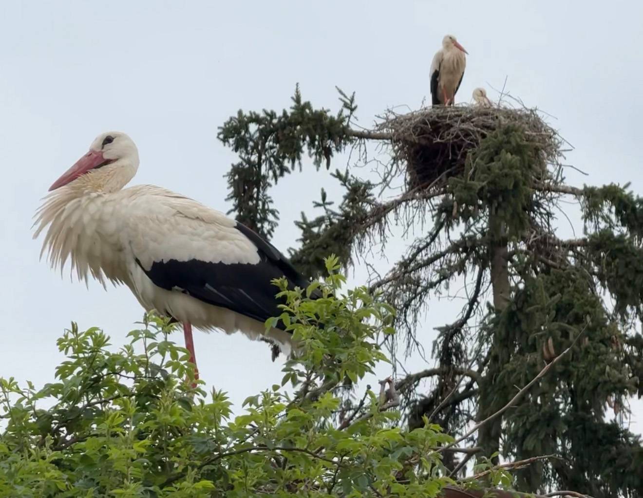 Adult white stork with pink bill standing on a branch in the foreground, a large stick nest with a second stork on a tree to the right.