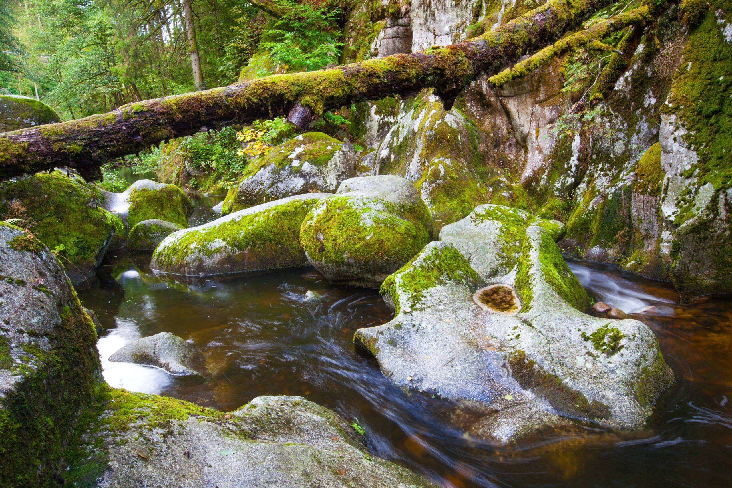 Moss-covered rocks and a fallen log arching over a clear stream in a forest setting.