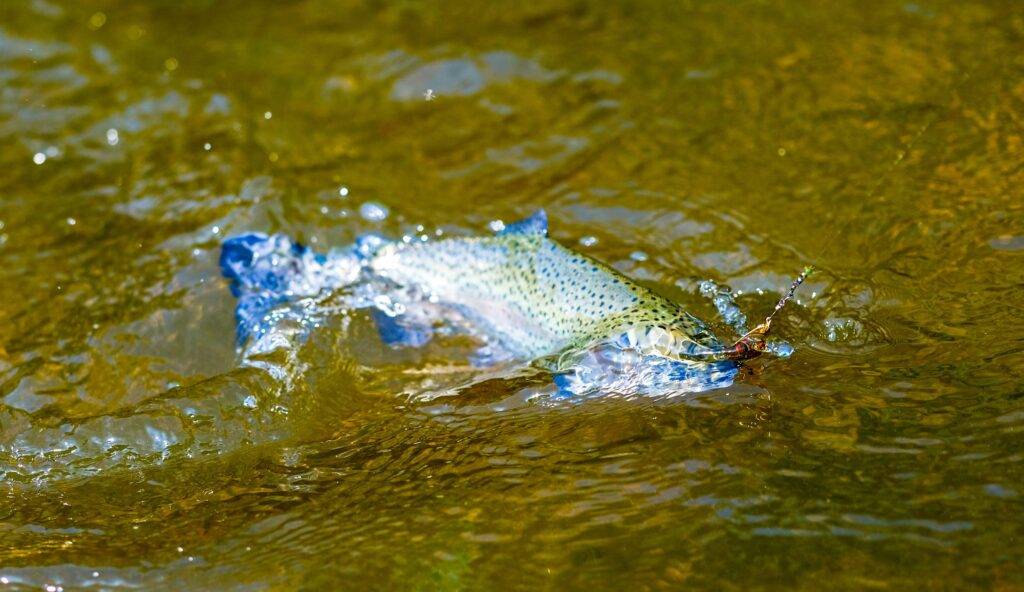Rainbow trout jumping in murky green water with a fishing lure trailing from its mouth