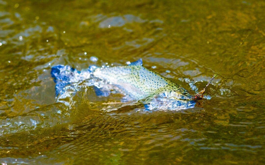 Rainbow trout jumping in murky green water with a fishing lure trailing from its mouth