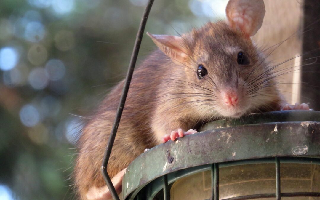 Ratten in Weil am Rhein: Stadt ruft Bürger zum Handeln auf