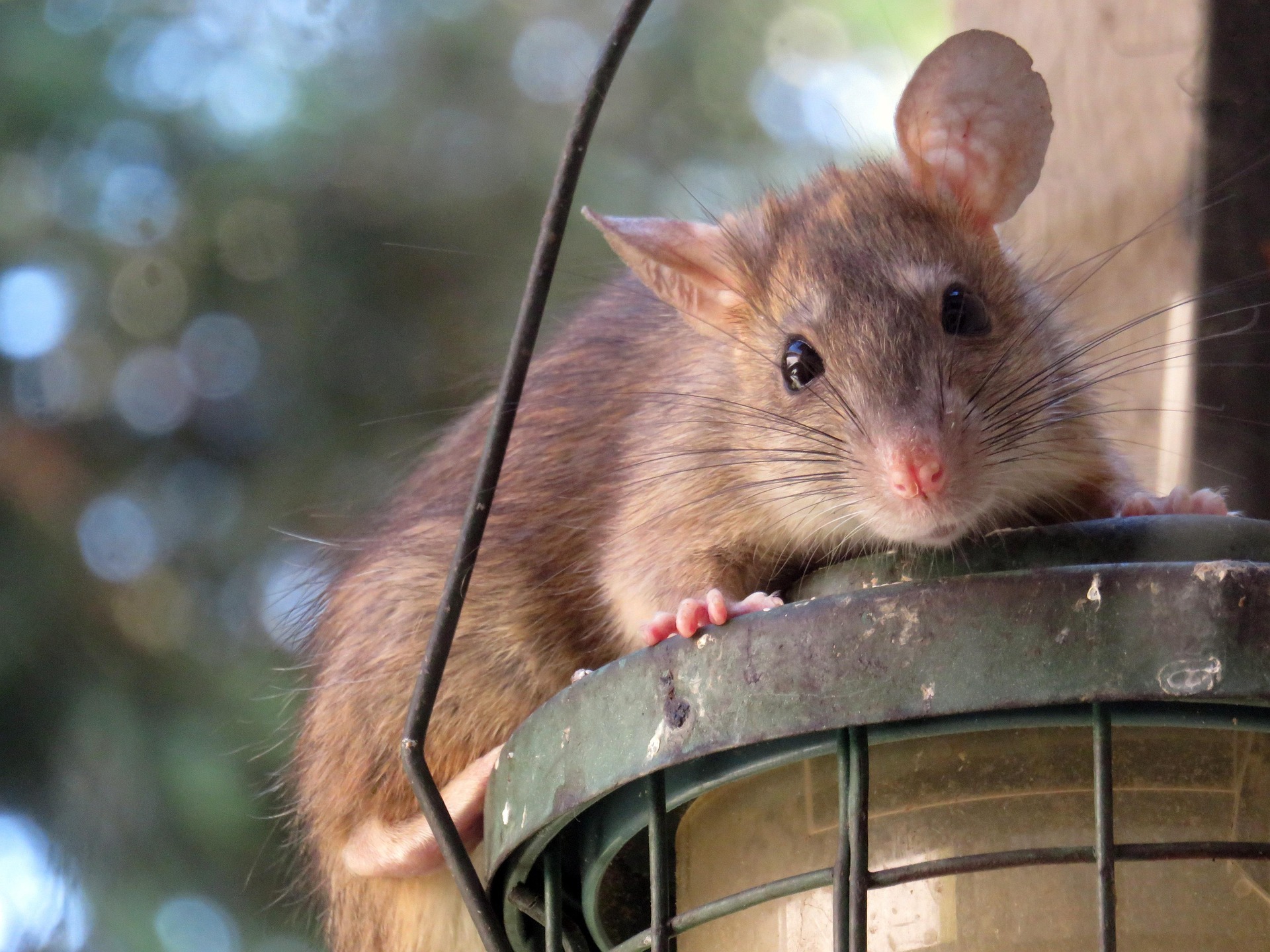 Close-up of a brown rat peering over a green metal rim, with long whiskers and a pink nose.