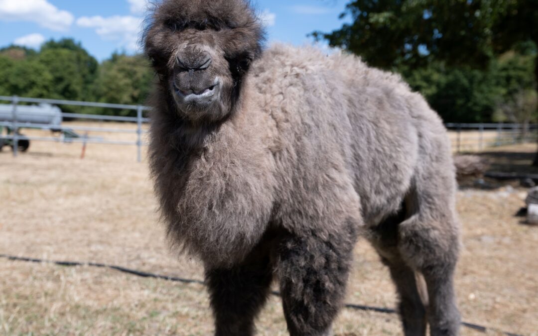 Alpaca with a dark face and fluffy gray coat standing in a sunny farm enclosure against a bright blue sky with trees in the background.