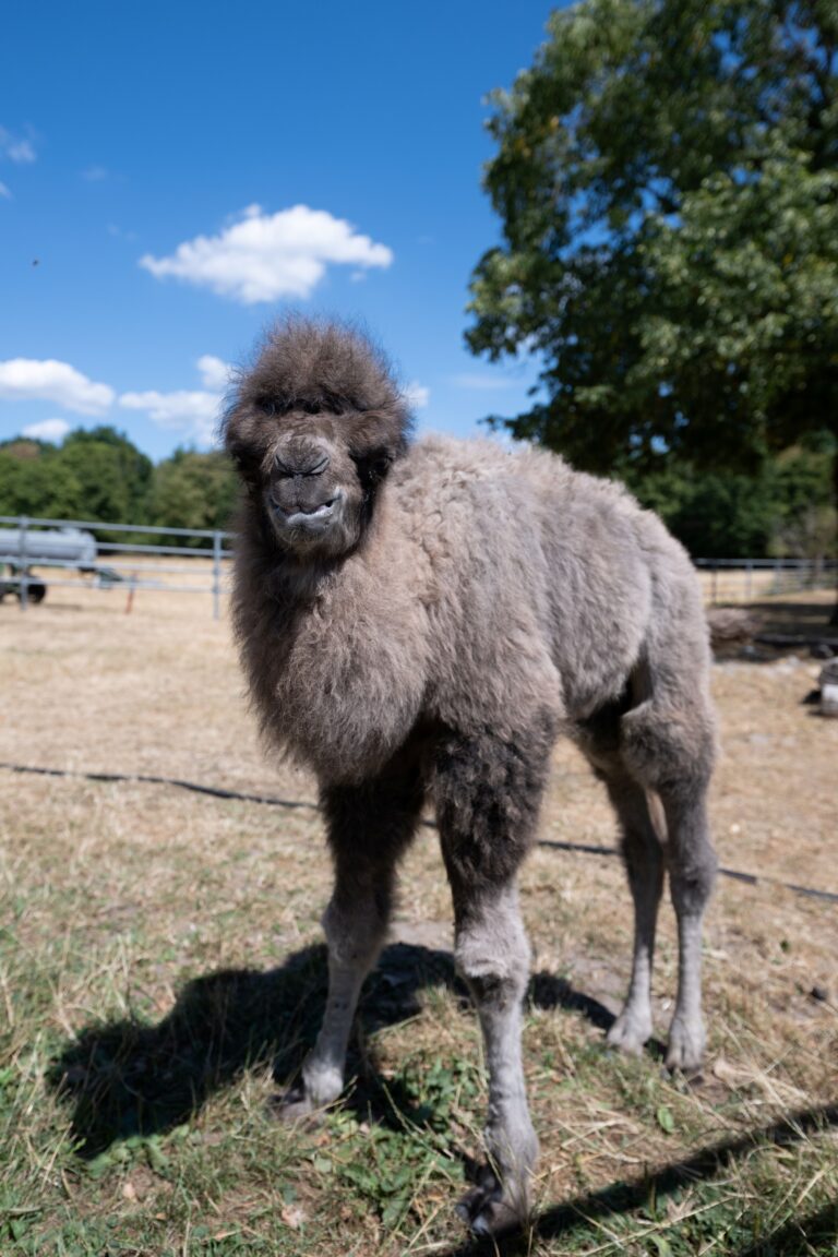 Alpaca with a dark face and fluffy gray coat standing in a sunny farm enclosure against a bright blue sky with trees in the background.