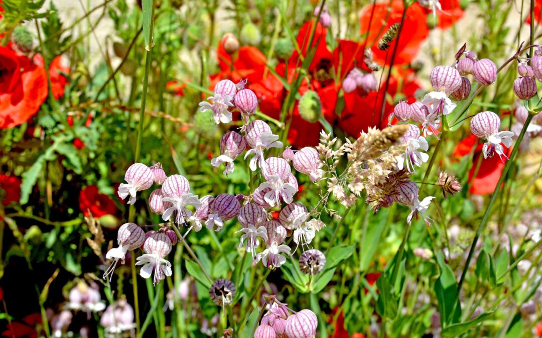 Pink striped balloon-like flowers with white petals and long stems amid vibrant red poppies in a sunny garden.