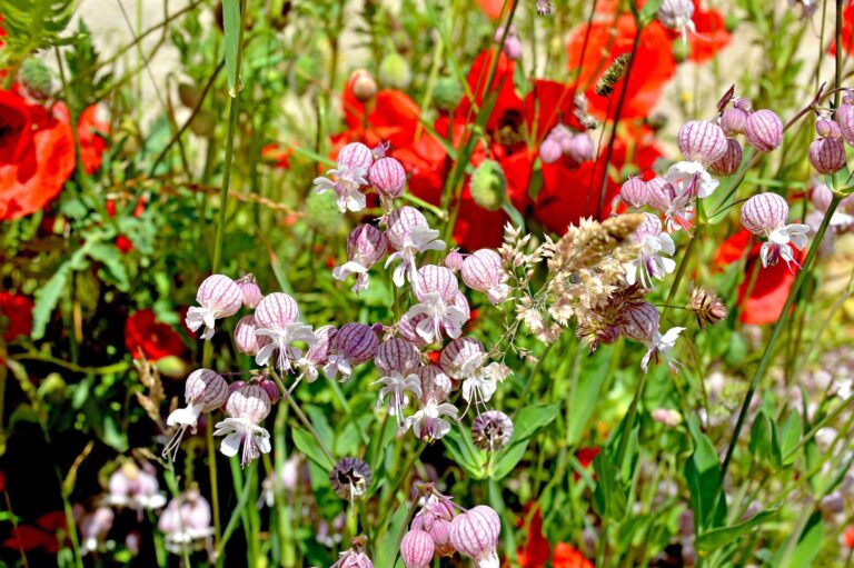 Pink striped balloon-like flowers with white petals and long stems amid vibrant red poppies in a sunny garden.