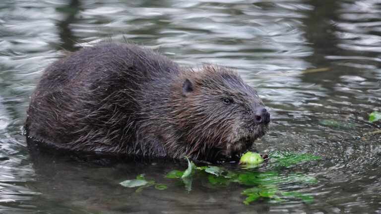 Beaver swimming in water with wet brown fur and green aquatic plants nearby.”,