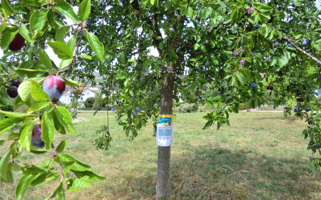 Lörrach: An diesen Obstbäumen mit gelbem Band darf jeder ernten
