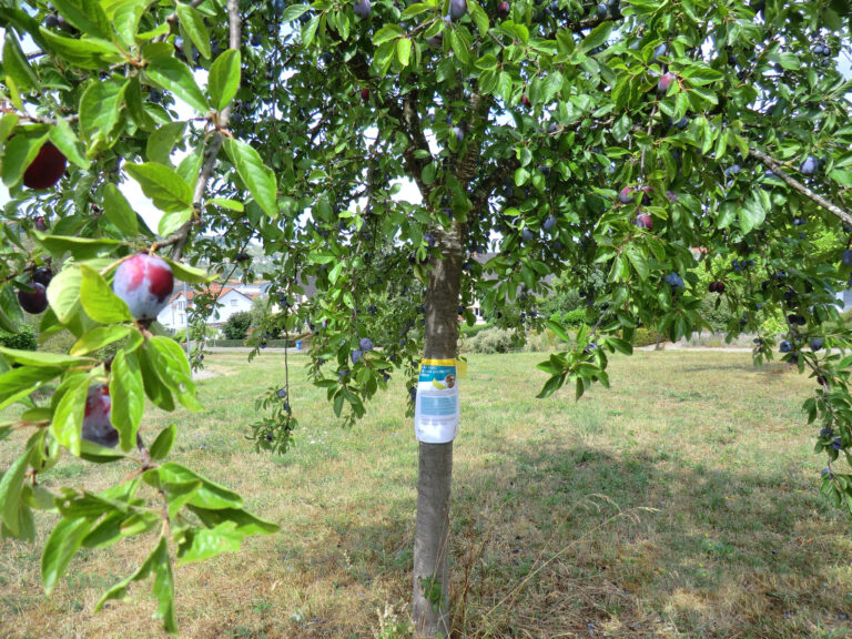 Plum tree in a park full of ripe purple plums among green leaves with a poster on the trunk