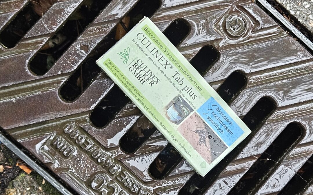 Weil am Rhein: Tigermücken jetzt in der Hauptsaison bekämpfen