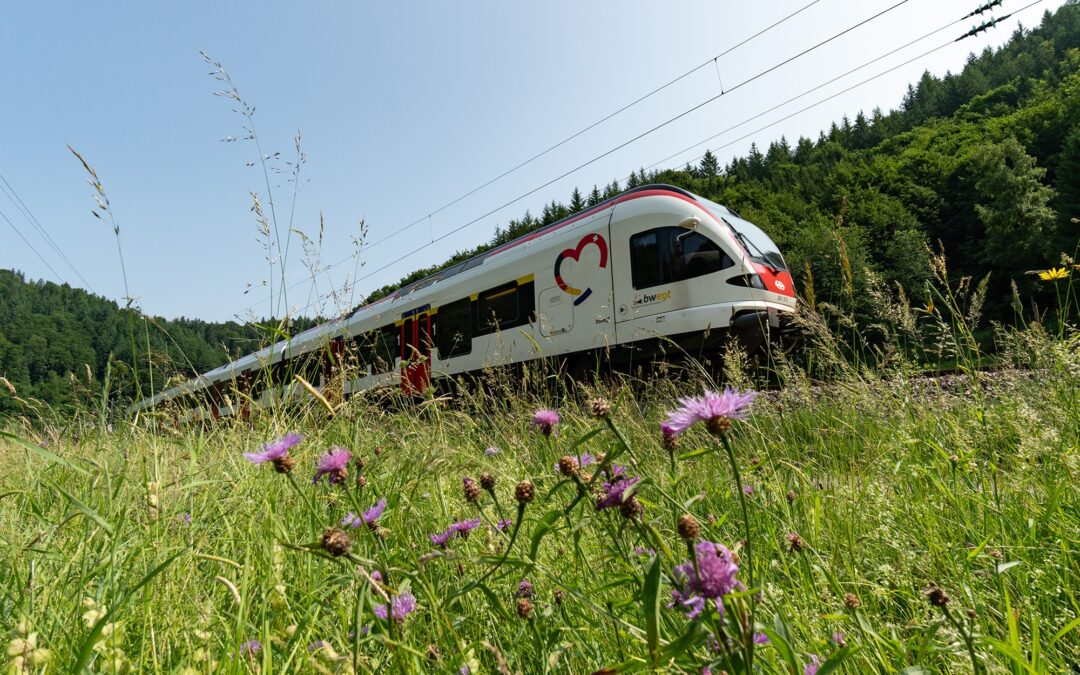 White passenger train on tracks cutting through a grassy field, with tall wildflowers in the foreground and a forested hillside in the background, overhead electric wires visible.
