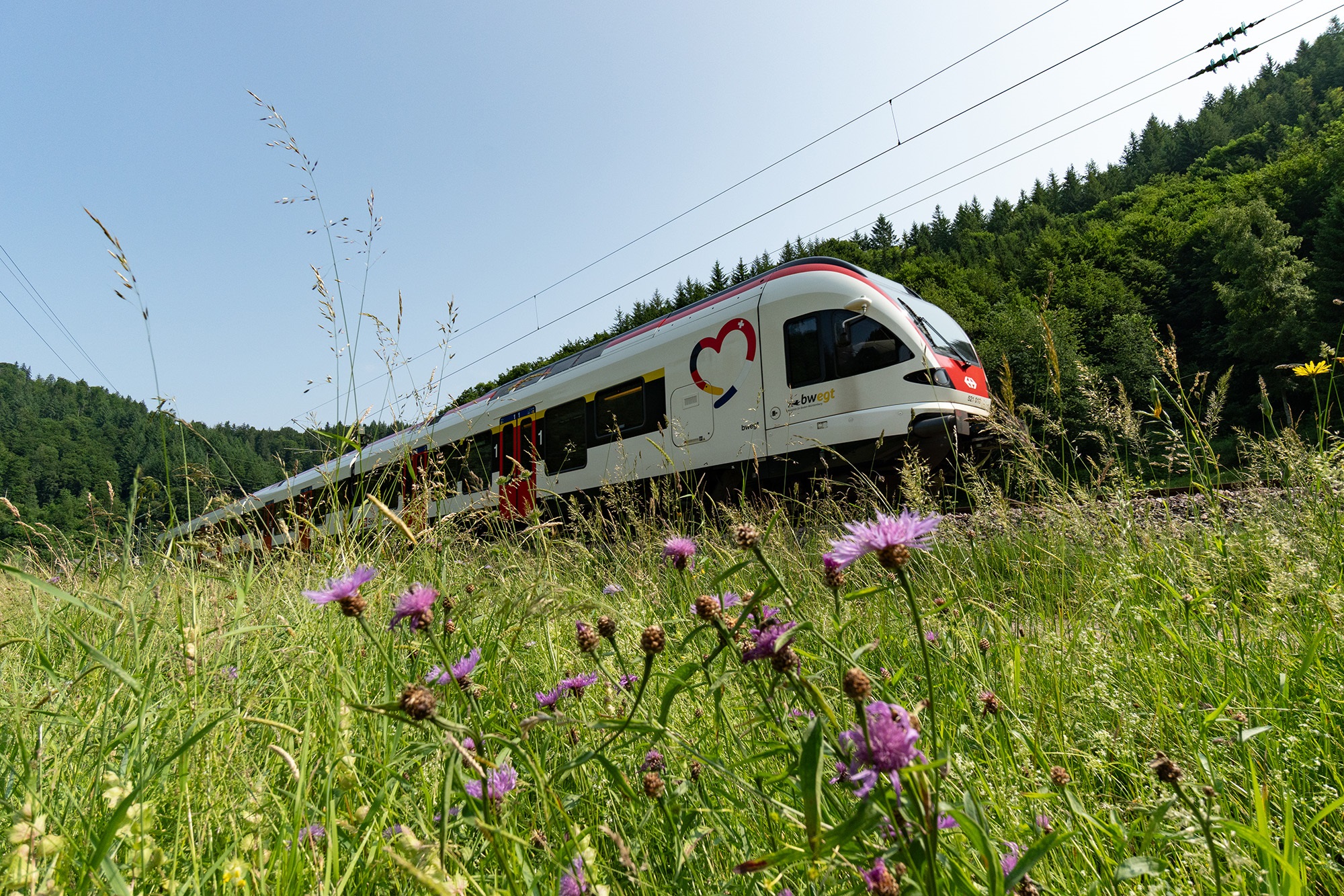 White passenger train on tracks cutting through a grassy field, with tall wildflowers in the foreground and a forested hillside in the background, overhead electric wires visible.