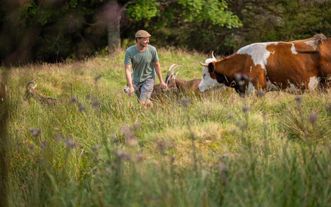 Man wearing a green shirt and cap walks through tall grass while guiding brown-and-white cows in a sunny field near trees.