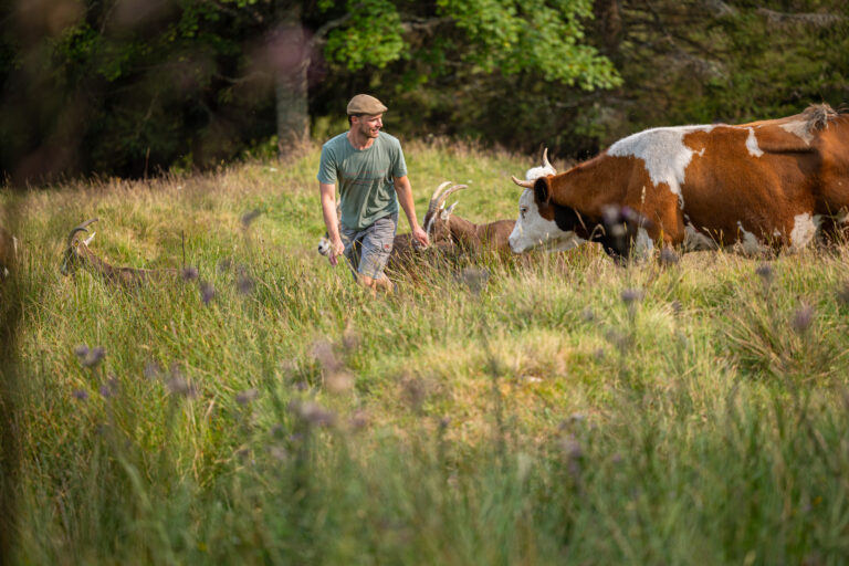 Man wearing a green shirt and cap walks through tall grass while guiding brown-and-white cows in a sunny field near trees.