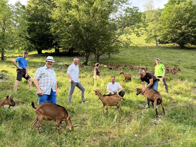Zicklein Wochen starten ab 01. September im Südschwarzwald