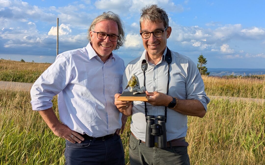 Feldberg: Zitronenzeisig vor dem Aussterben gerettet