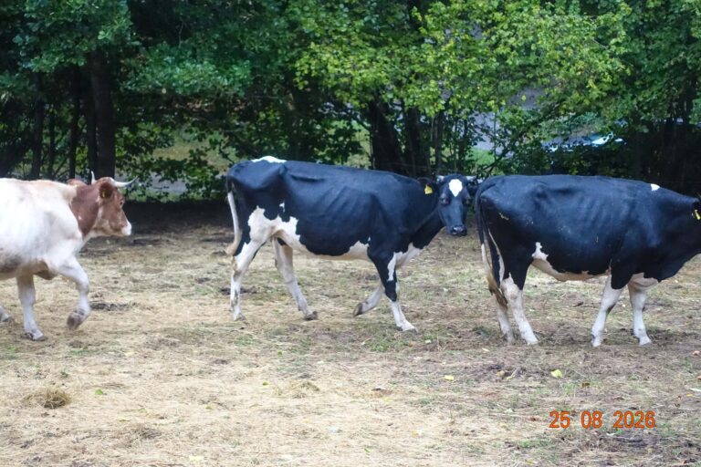 Schopfheim: 55 Rinder nach Tierschutzverstößen beschlagnahmt