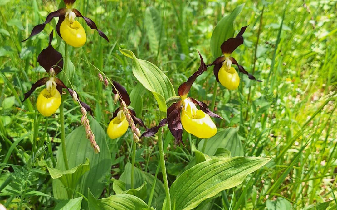 Frauenschuh: Seltene Orchidee in Baden-Württemberg neu entdeckt