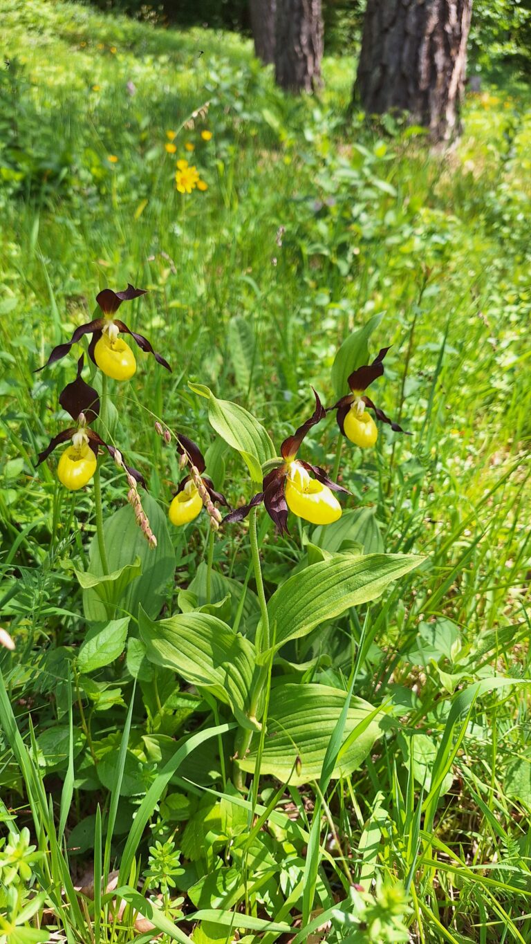 Cluster of yellow slipper orchids with dark brown petals growing in a sunlit meadow.