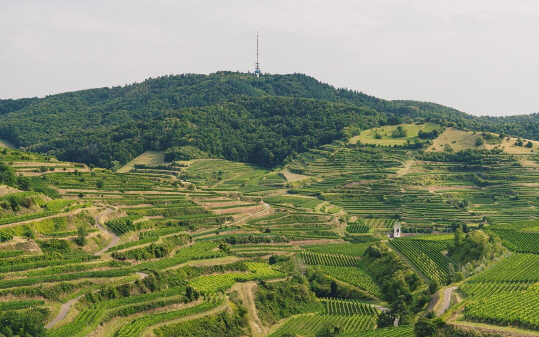 Hilly landscape with dense forest on a rise and a tall radio/tower on the summit, surrounded by on-terrace vineyards.