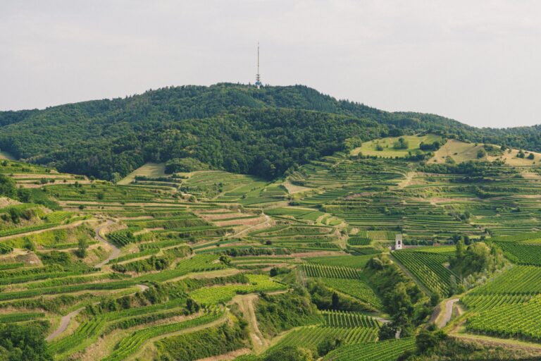 Hilly landscape with dense forest on a rise and a tall radio/tower on the summit, surrounded by on-terrace vineyards.