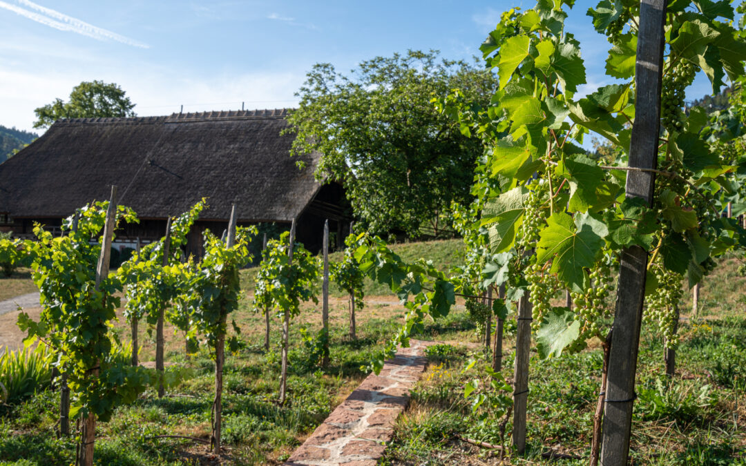 Vogtsbauernhof Gutach: Sonderführung durch Museumsweinberg