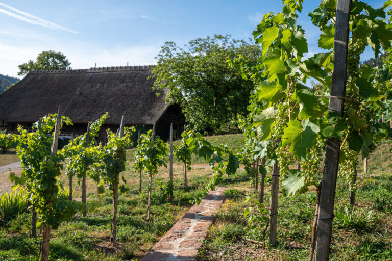 Grapevines on a sunny vineyard with a thatched-roof barn in the background, wooden posts along a stone path.