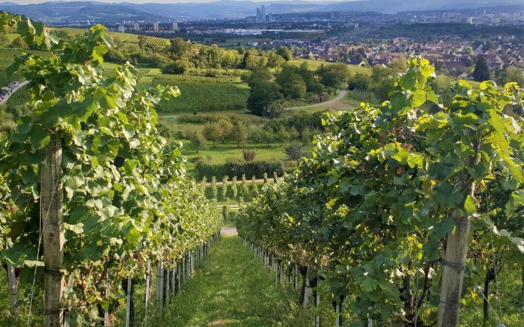 Weil am Rhein: Weinlese startet dieses Jahr früher