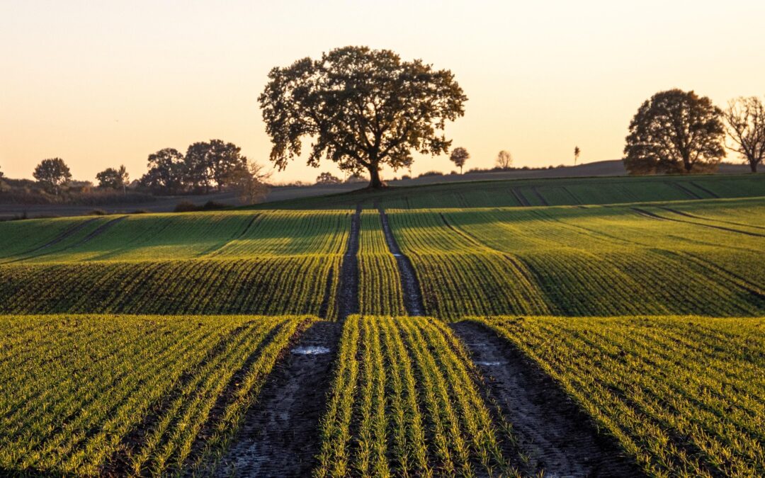 Weil am Rhein: Landwirtschaft von früher erleben am 30. August