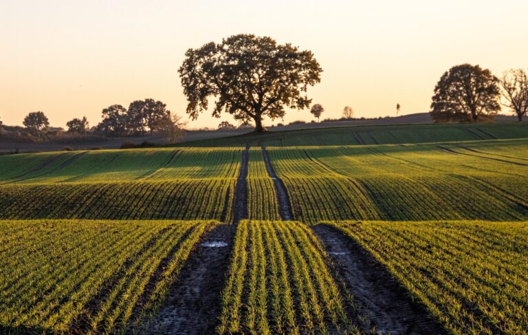 Weil am Rhein: Landwirtschaft von früher erleben am 30. August