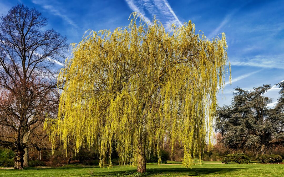 Weeping willow with long yellow hanging branches in a sunny park, bare trees nearby and a bright blue sky with clouds.