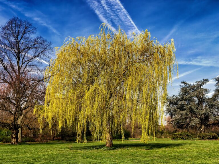 Weeping willow with long yellow hanging branches in a sunny park, bare trees nearby and a bright blue sky with clouds.