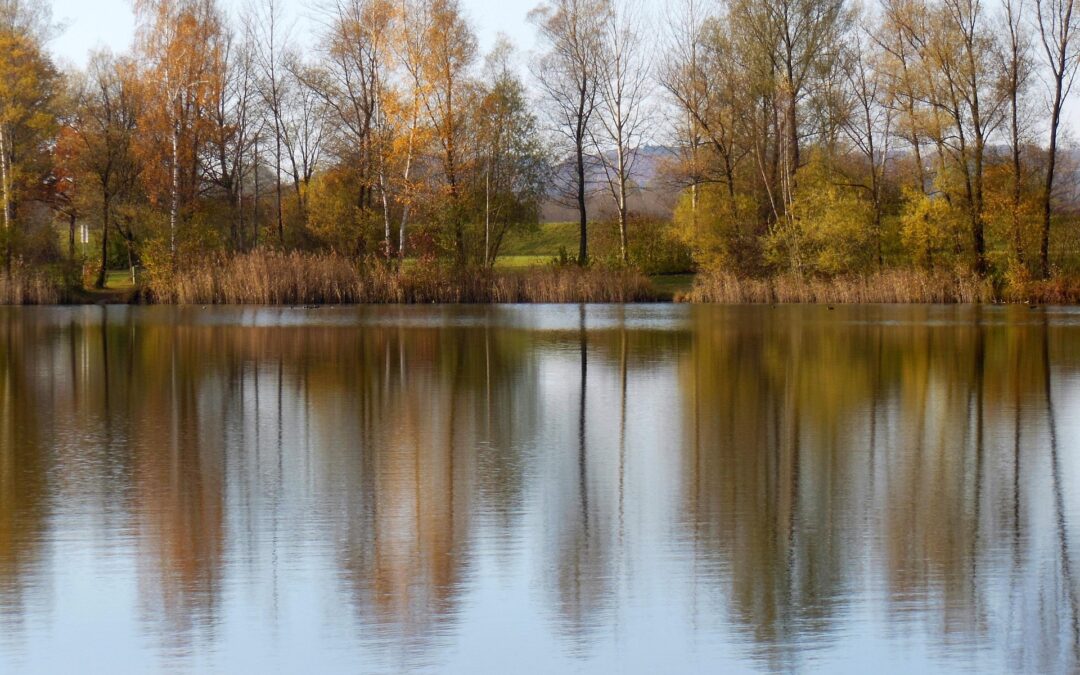 Autumn trees lining a calm lake with colorful foliage and reflected water.