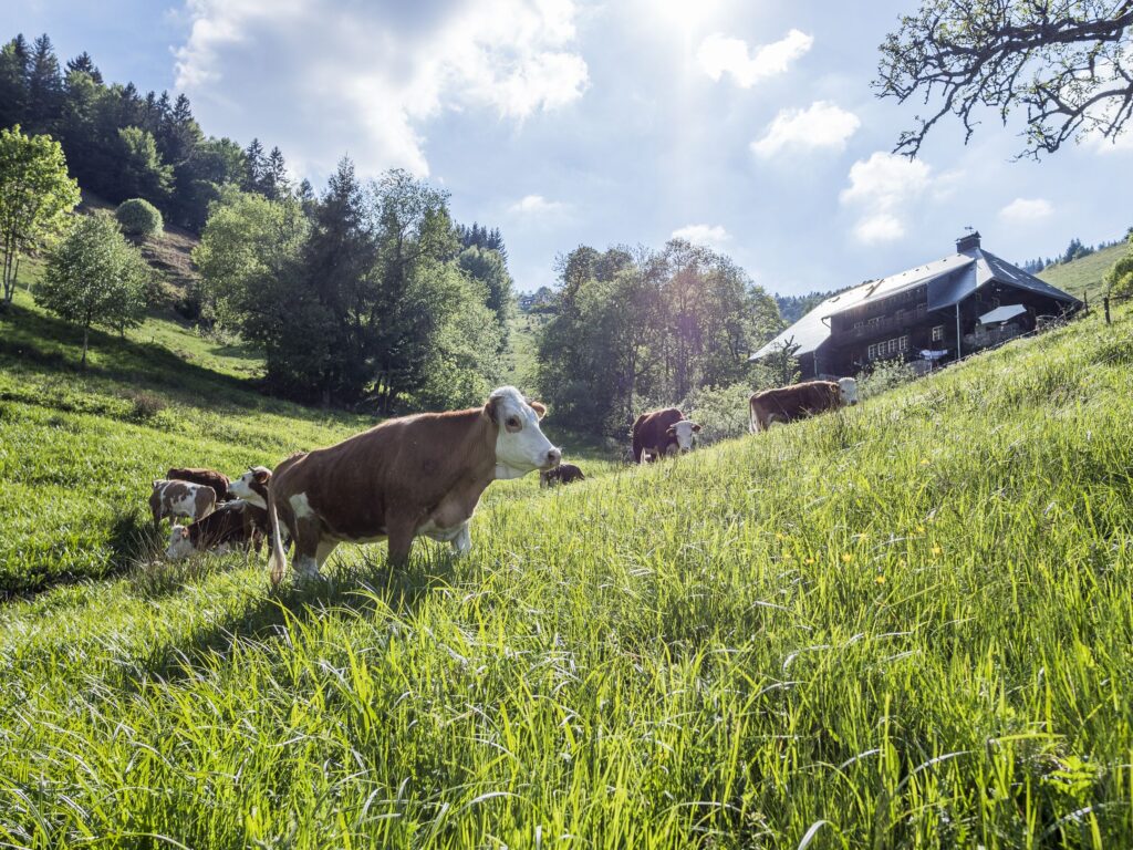 Südschwarzwald: Hinterwälder Wochen starten am 1. Oktober