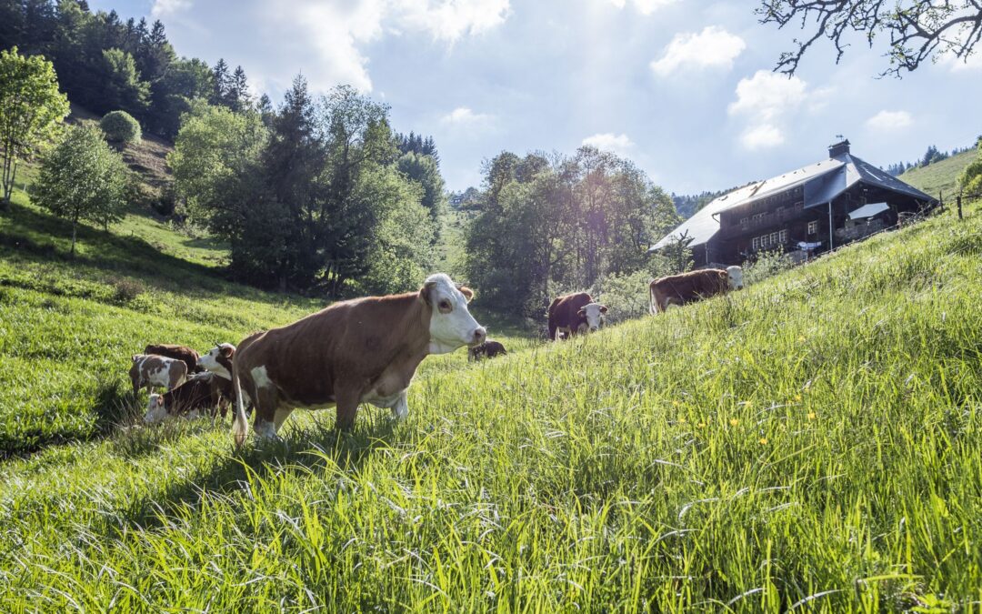 Südschwarzwald: Hinterwälder Wochen starten am 1. Oktober