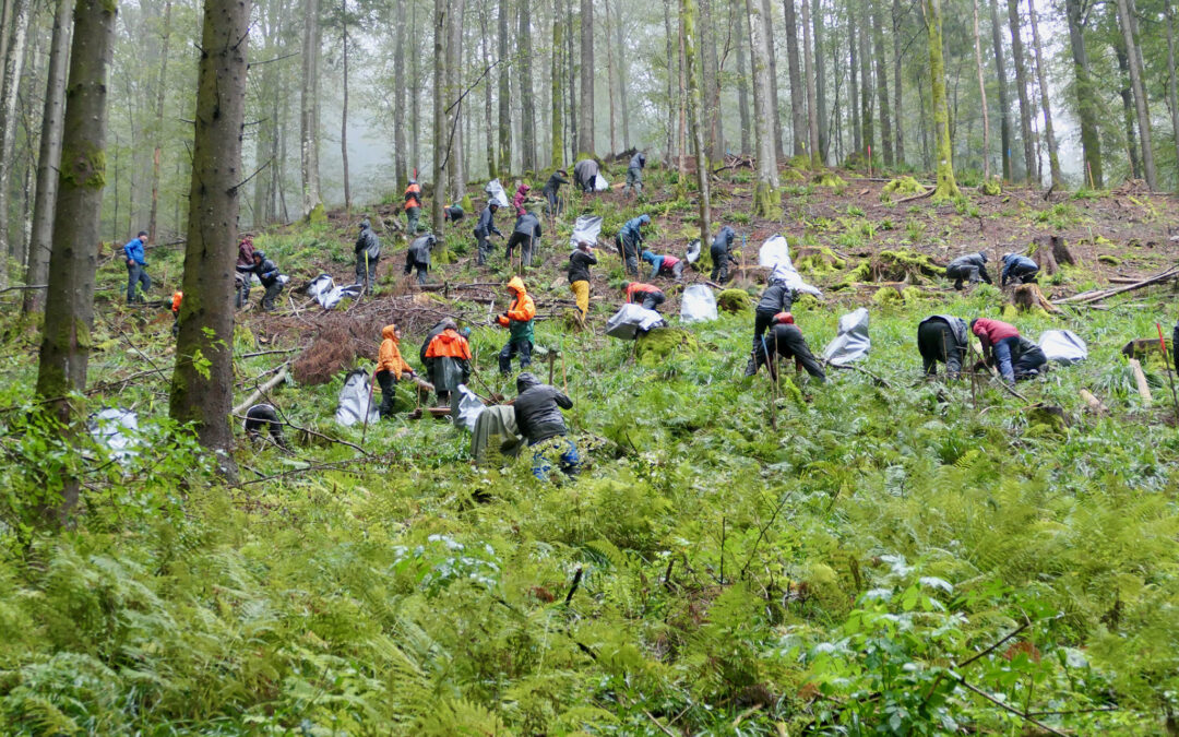 Schauinsland: 110 Helfer wollen 2.000 Weißtannen pflanzen