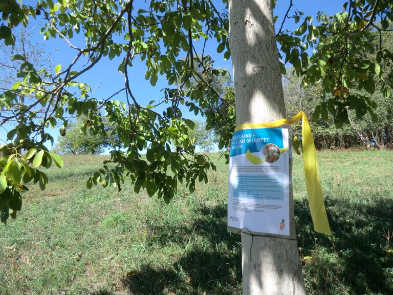 Lörrach: An elf Walnussbäumen darf kostenlos gesammelt werden