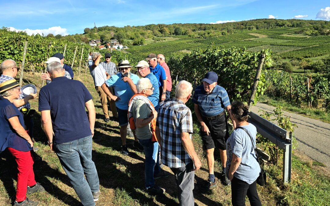 Weil am Rhein: Weniger Wein, aber hohe Qualität
