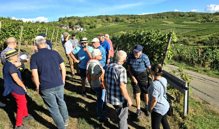 Weil am Rhein: Weniger Wein, aber hohe Qualität